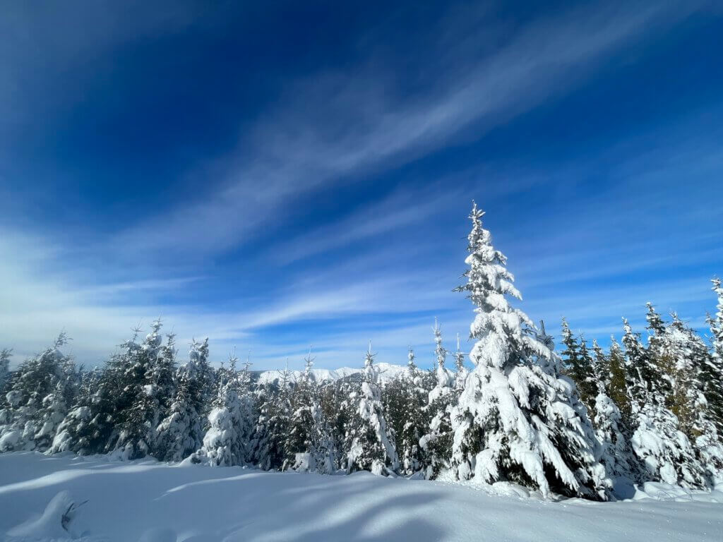 Snow-covered trees under a blue sky in the Salzburg mountains.
